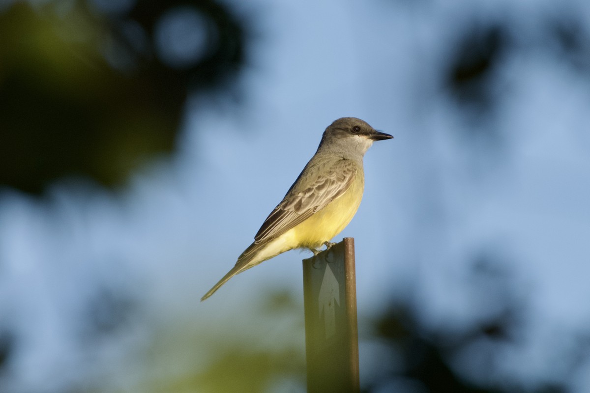Cassin's Kingbird - ML645130569