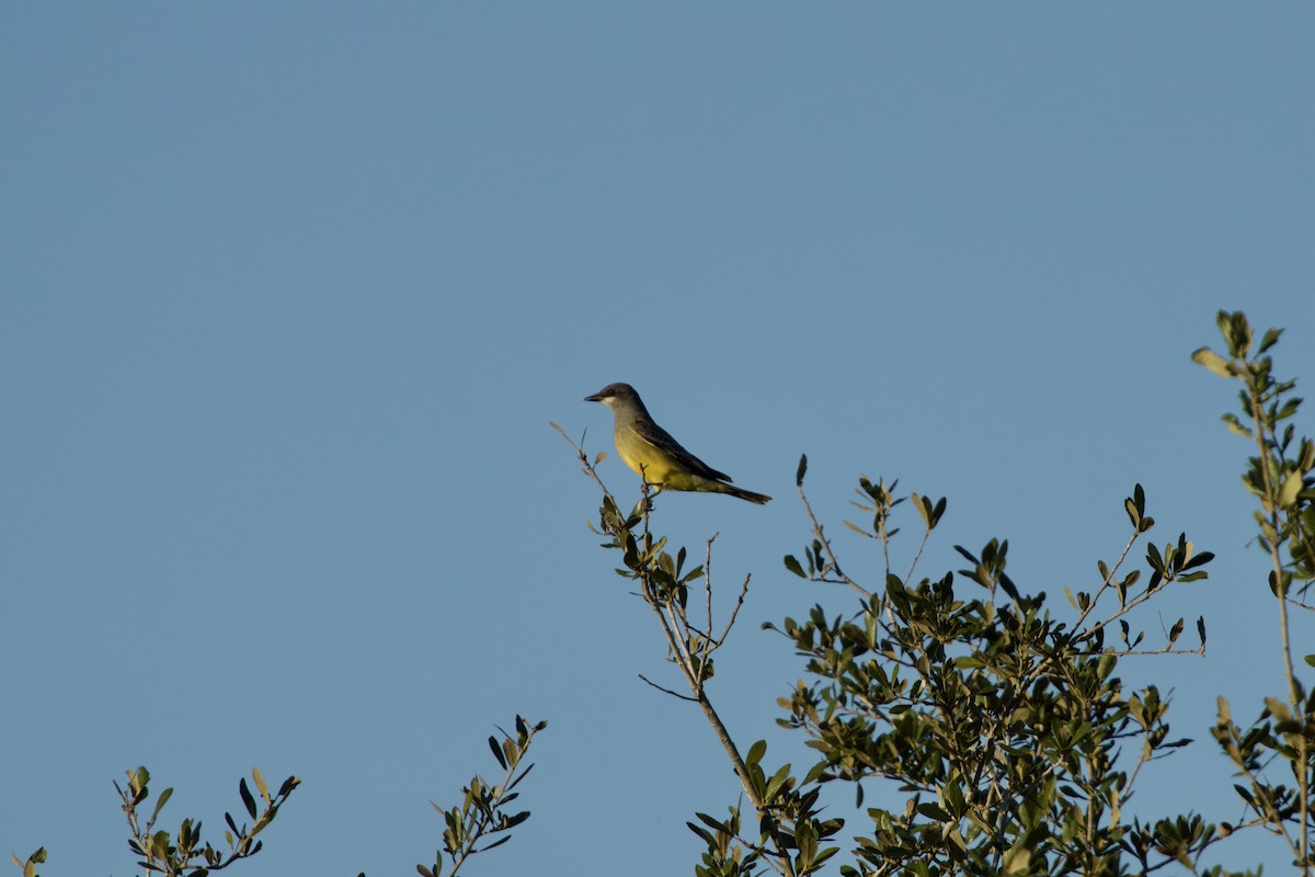 Cassin's Kingbird - ML645130570