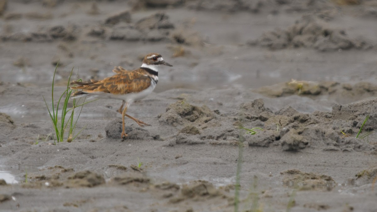 Killdeer - ML645130575