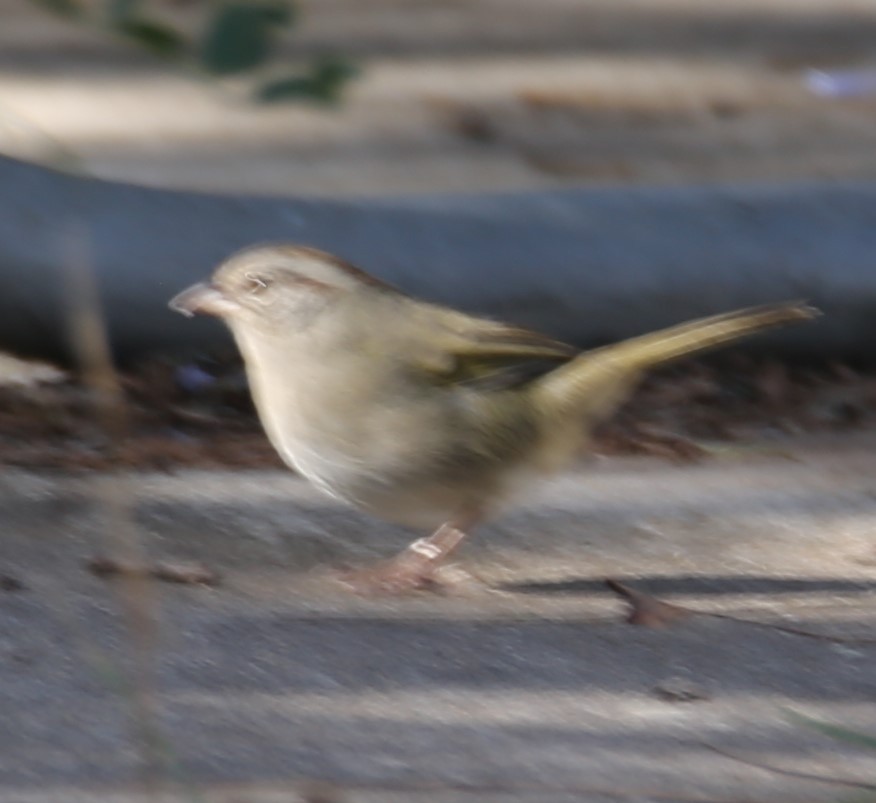 Olive Sparrow - ML645130591