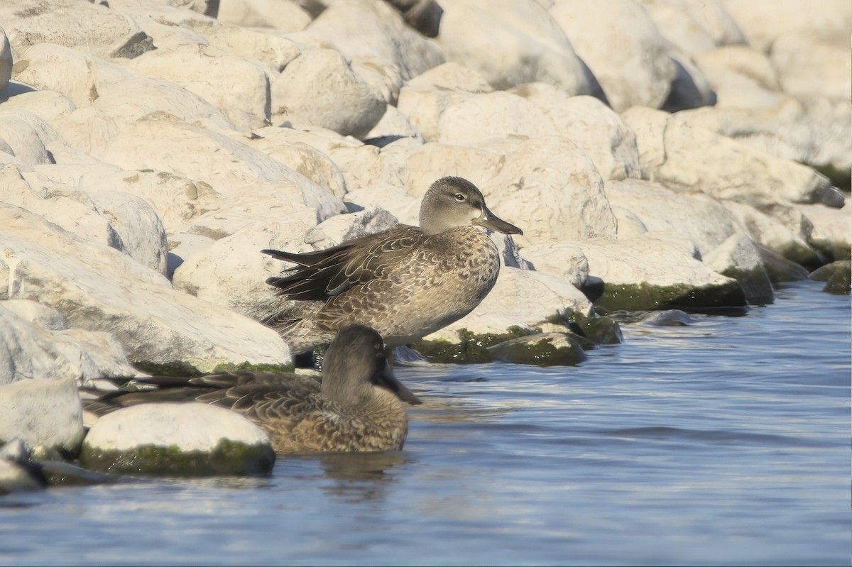 Marzaiola americana - ML645130603