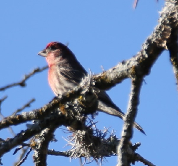 hýl rudoprsý - ML645130611