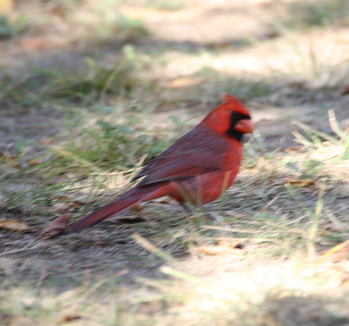 kardinál červený - ML645130631