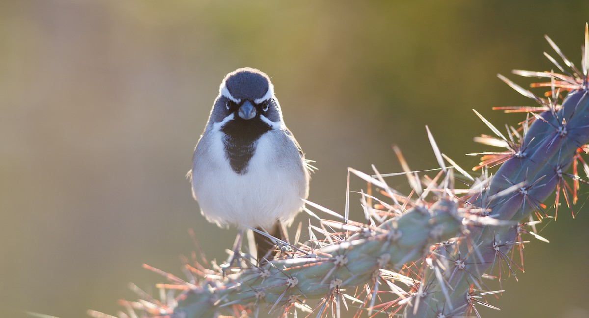 Black-throated Sparrow - ML645130637