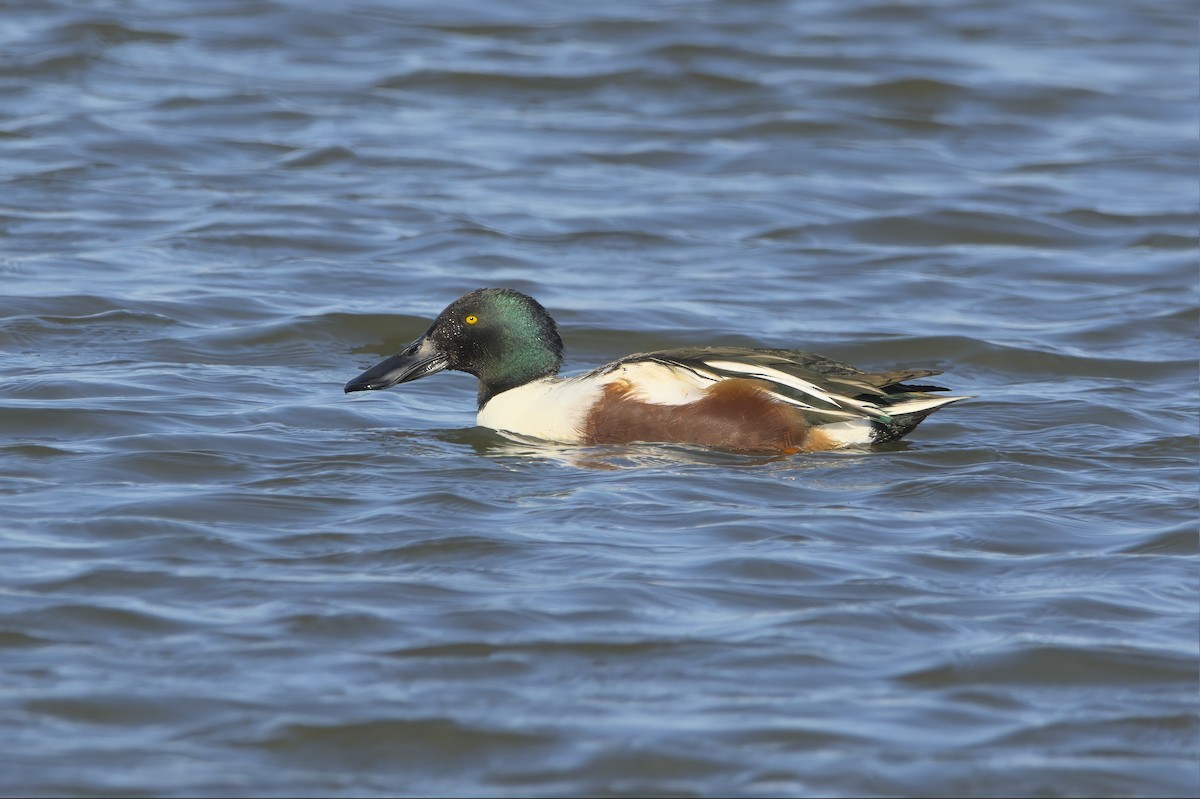 Ahate mokozabal zuria - ML645130653