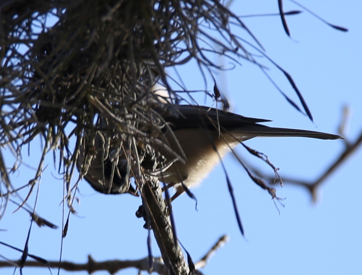 sýkora karolínská - ML645130665