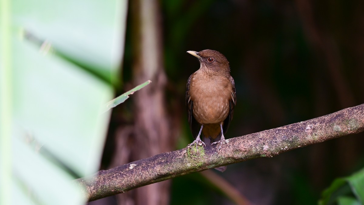 Merle fauve - ML645130687