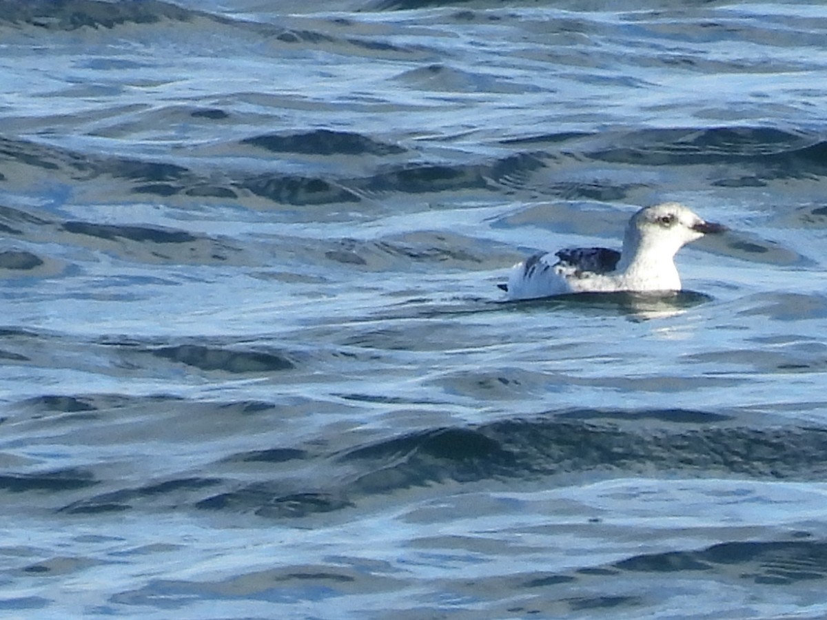 אוריה שחורה - ML645130706