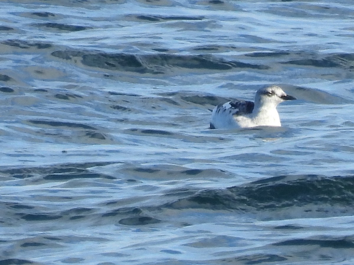 אוריה שחורה - ML645130707