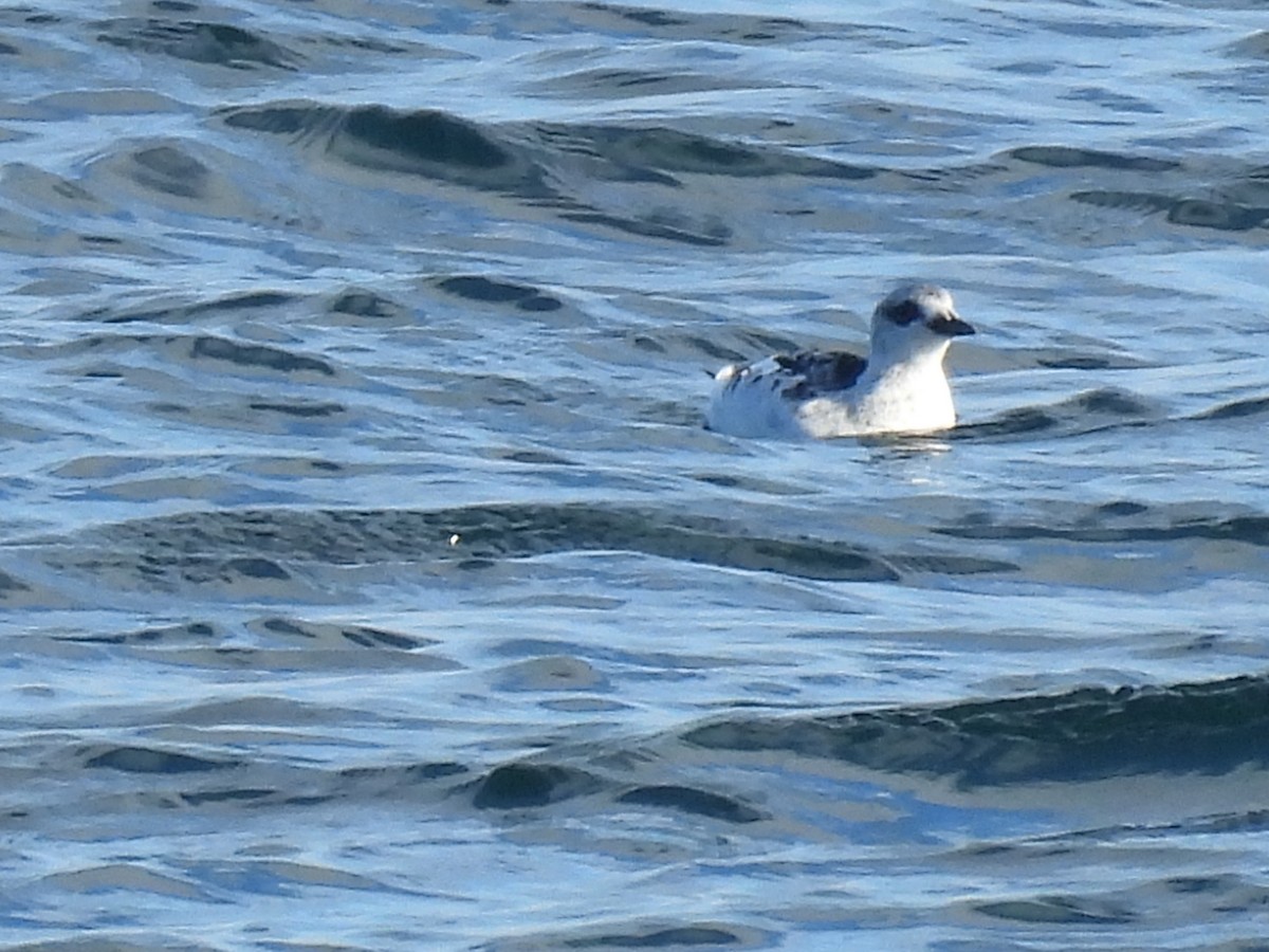 אוריה שחורה - ML645130708