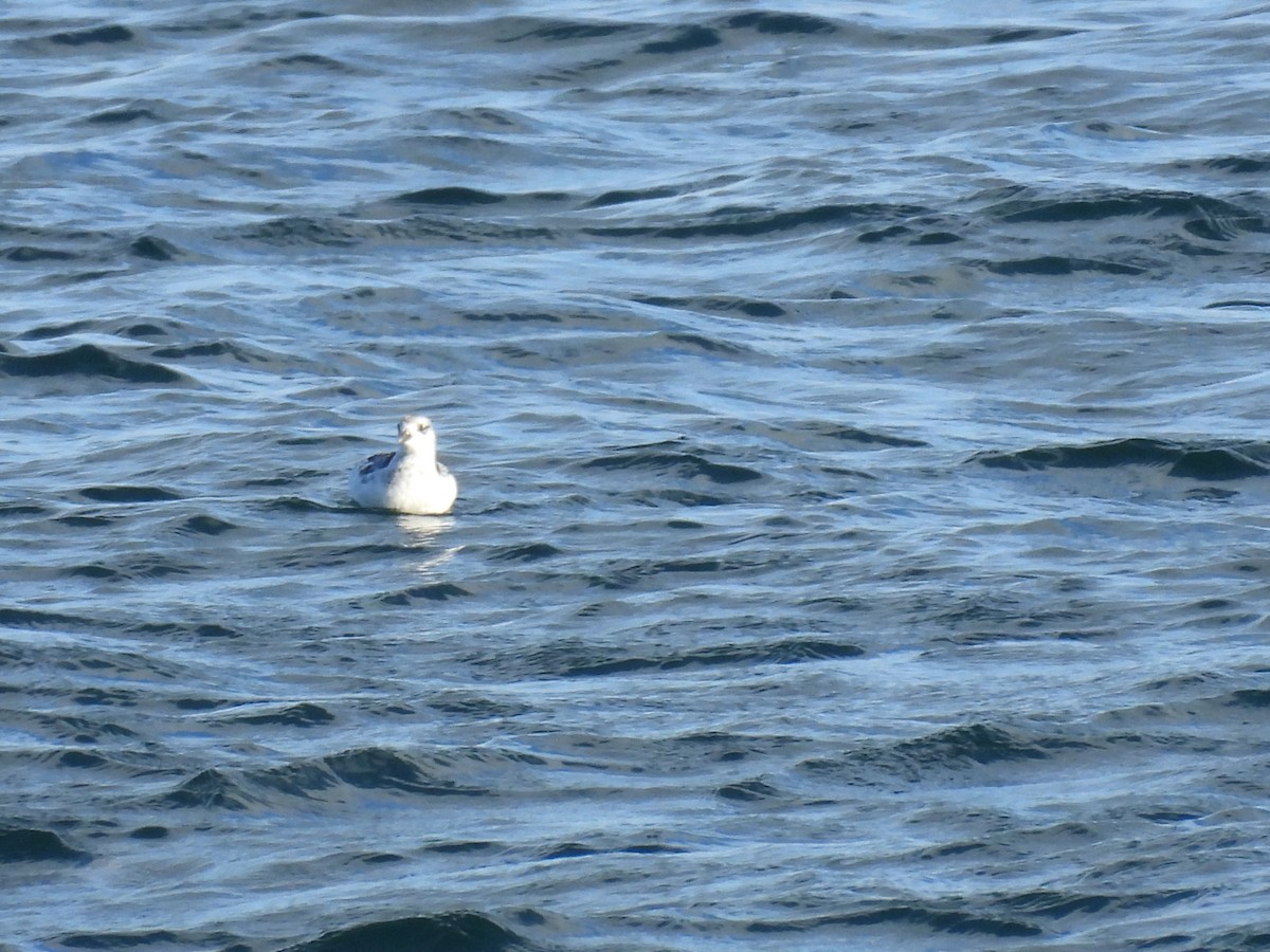 אוריה שחורה - ML645130709