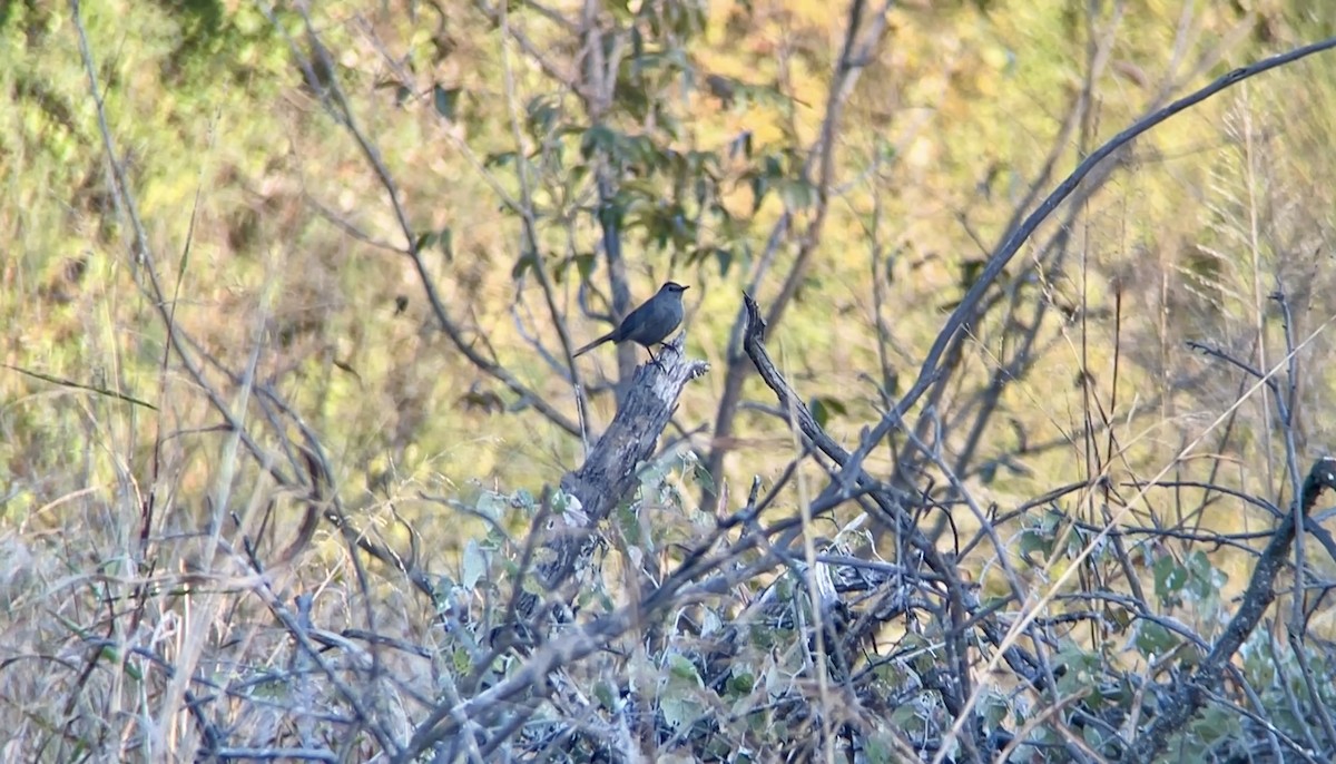 Gray Catbird - ML645130713