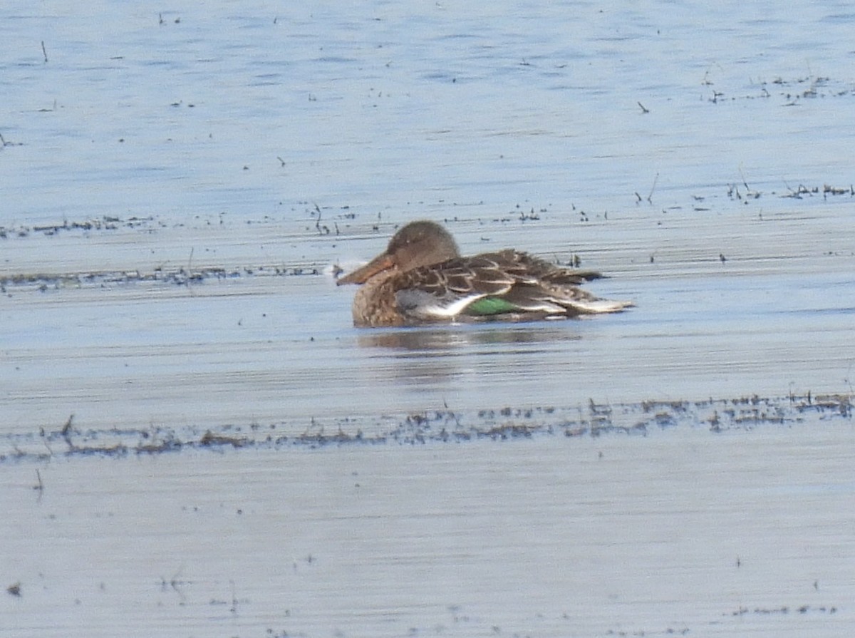 Ahate mokozabal zuria - ML645130718