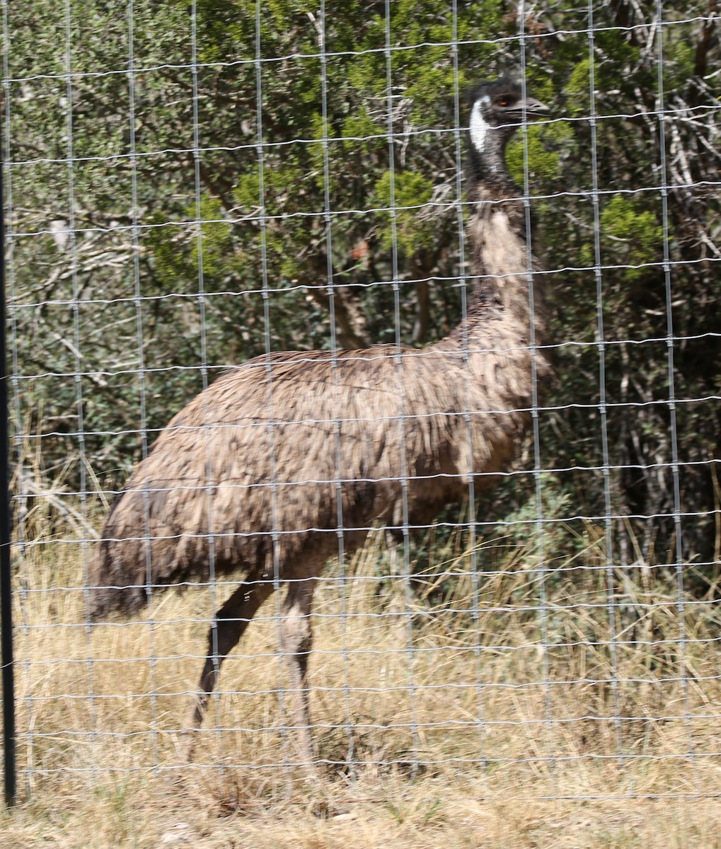 Animals - ML645130730