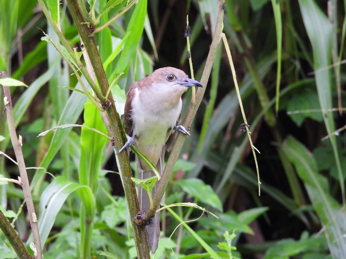 Black-billed Cuckoo - ML645130736