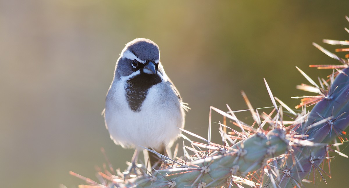 Black-throated Sparrow - ML645130737