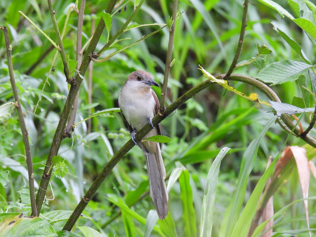 Black-billed Cuckoo - ML645130739