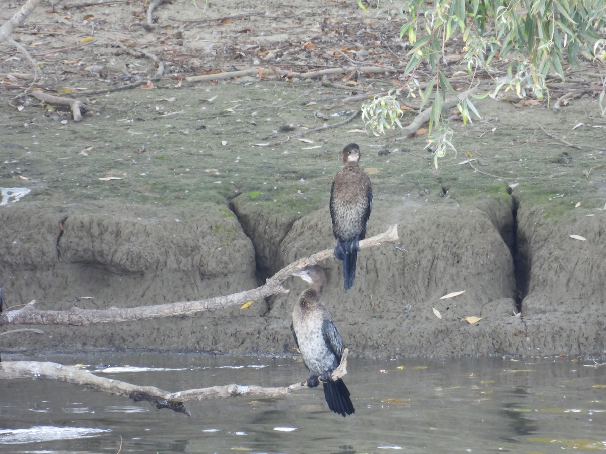 Pygmy Cormorant - ML645130747