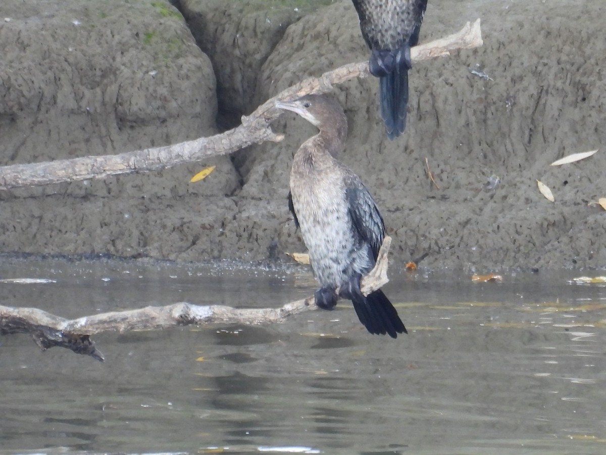 Pygmy Cormorant - ML645130748