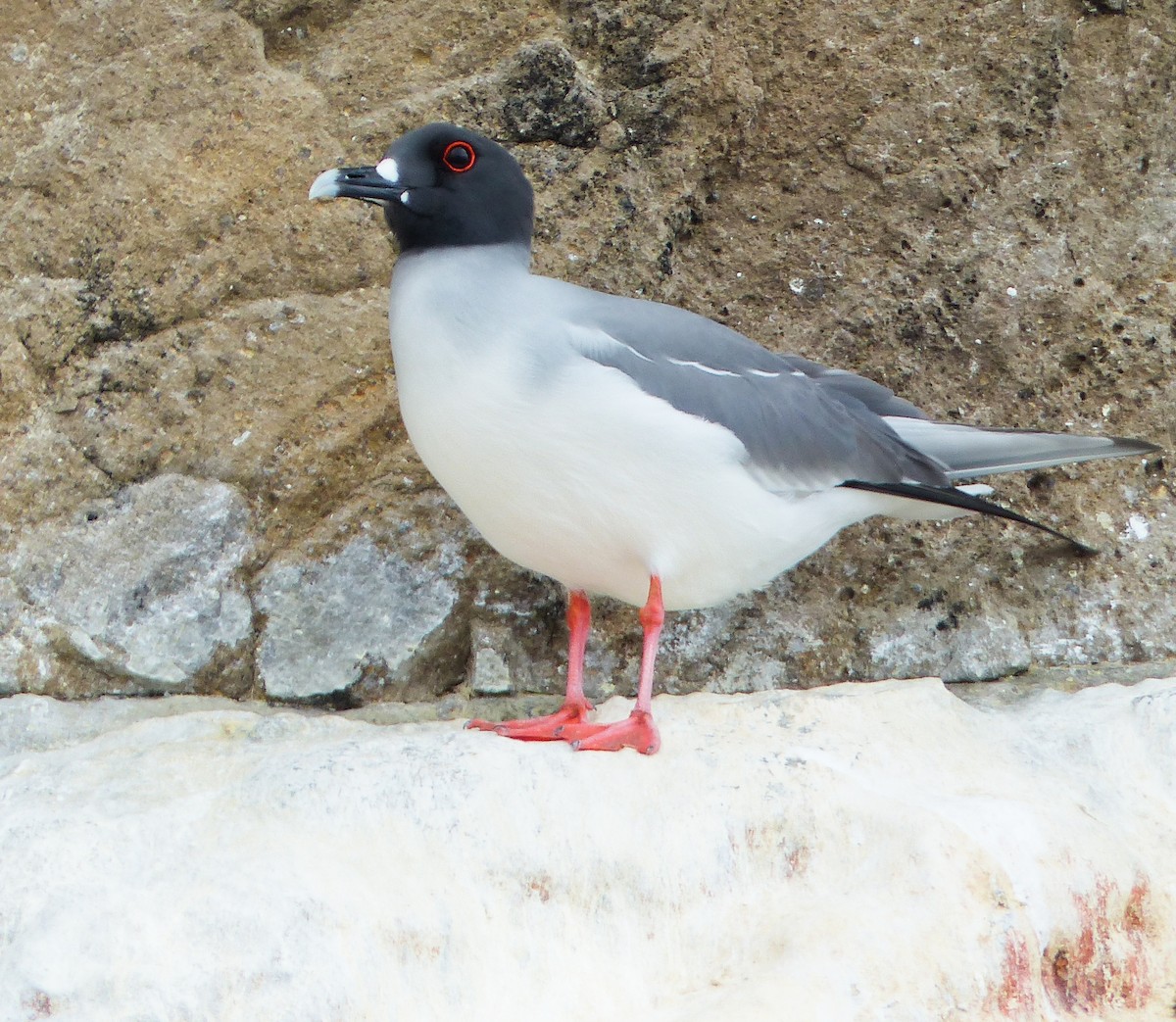Swallow-tailed Gull - ML645130755