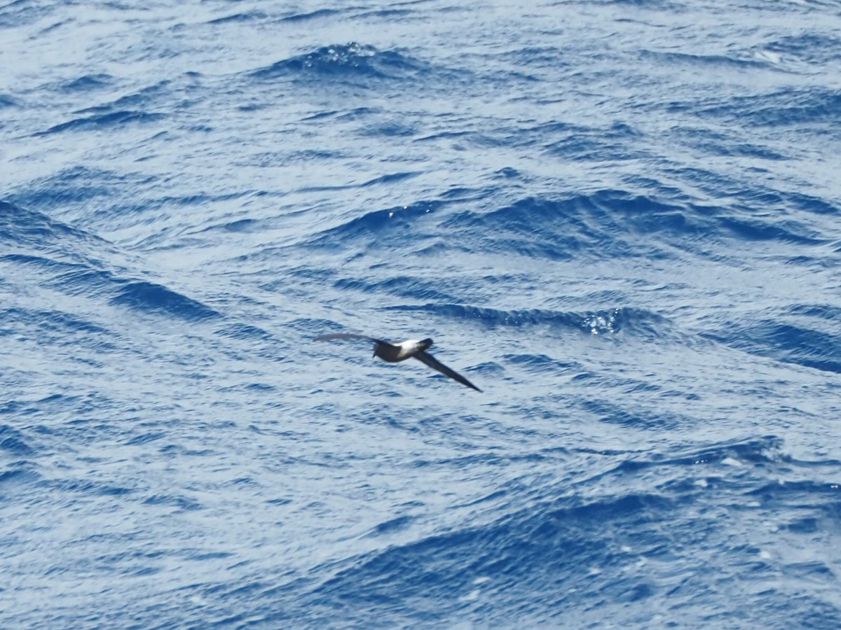 Band-rumped Storm-Petrel - ML645130775