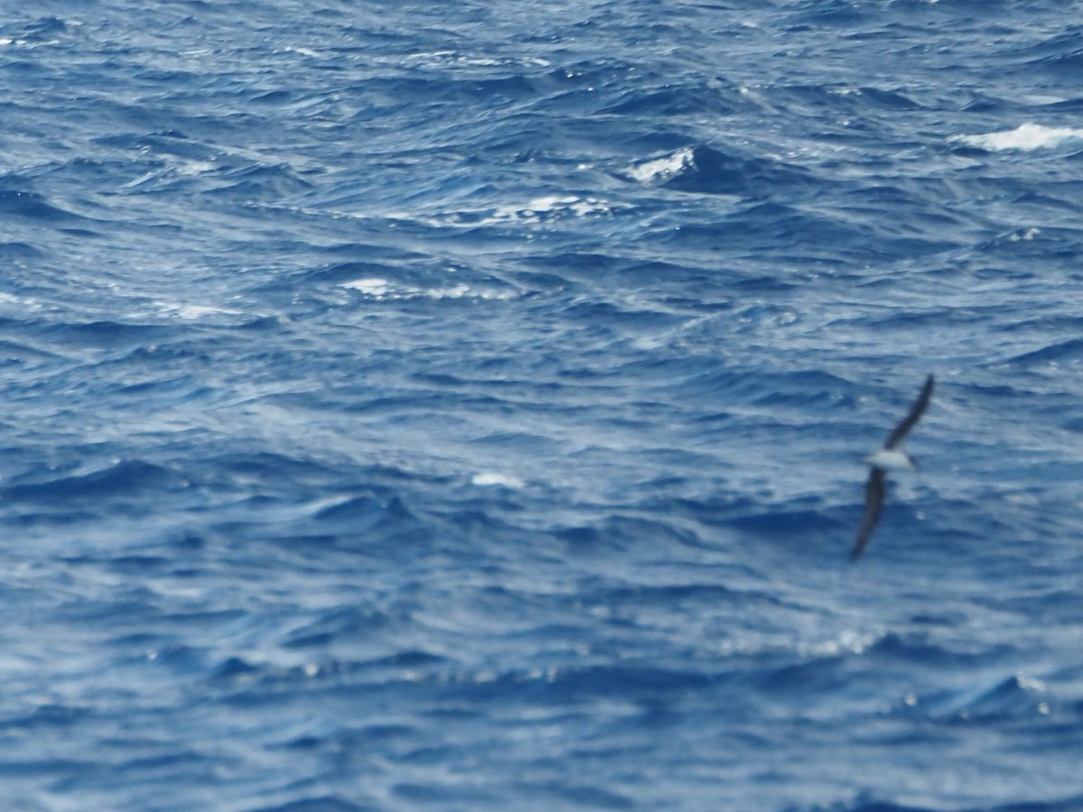 Desertas Petrel - ML645130792