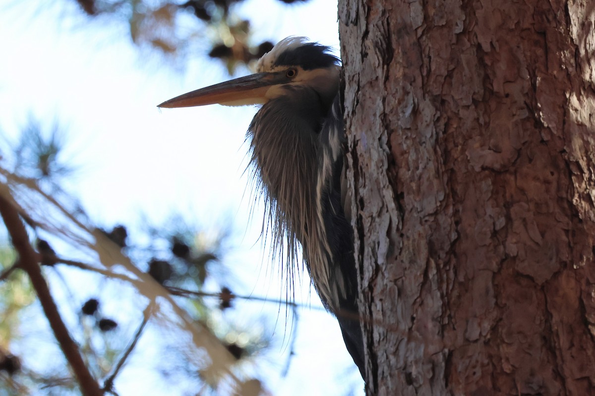 Great Blue Heron - ML645130805