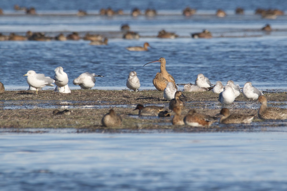 Long-billed Curlew - ML645130807