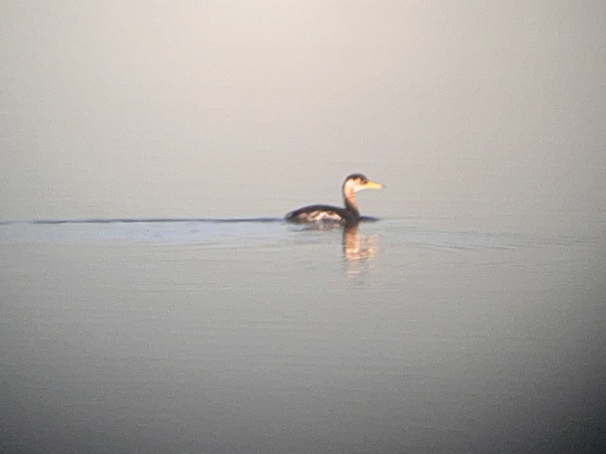 Red-necked Grebe - ML645130808