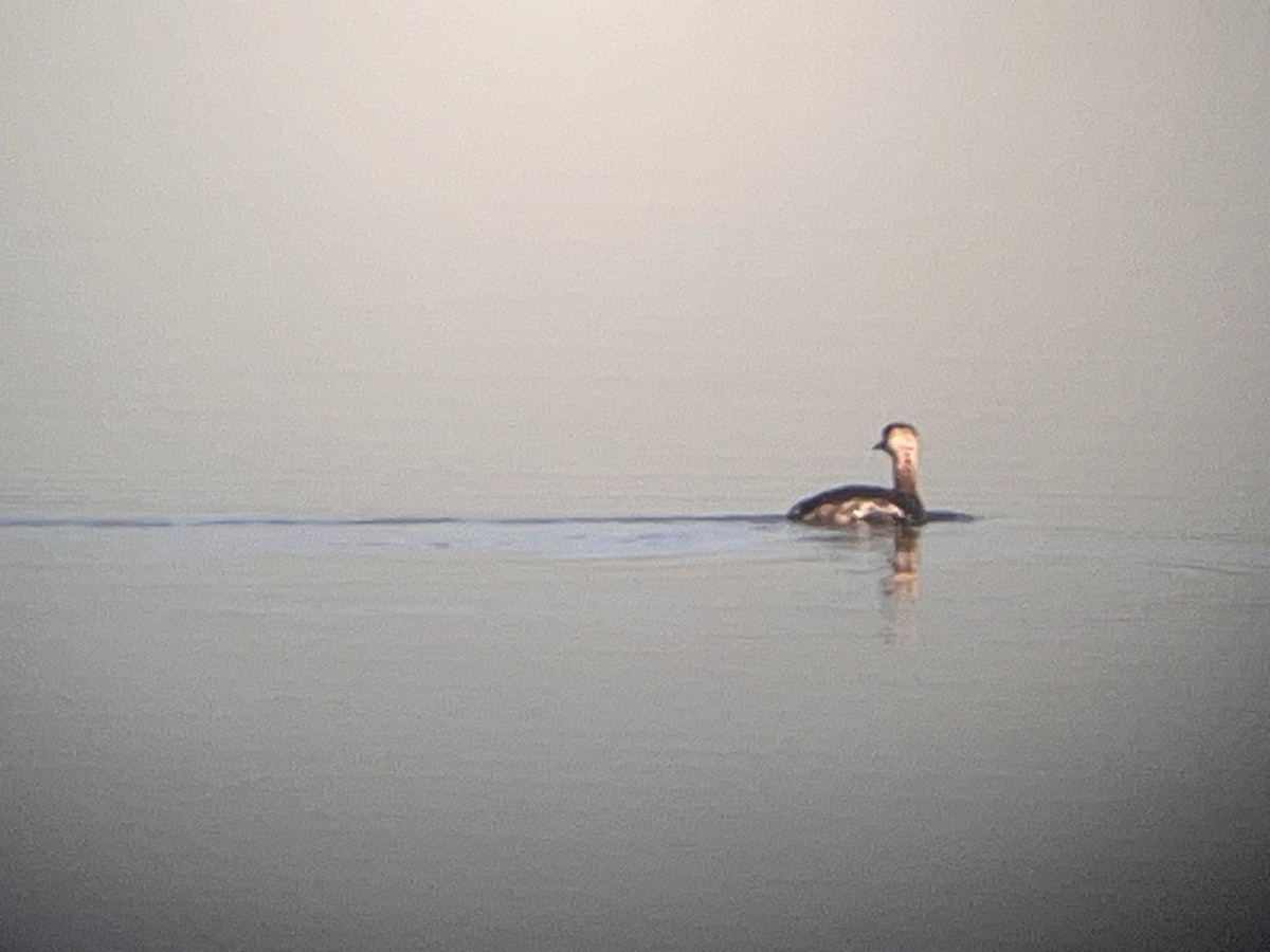 Red-necked Grebe - ML645130809