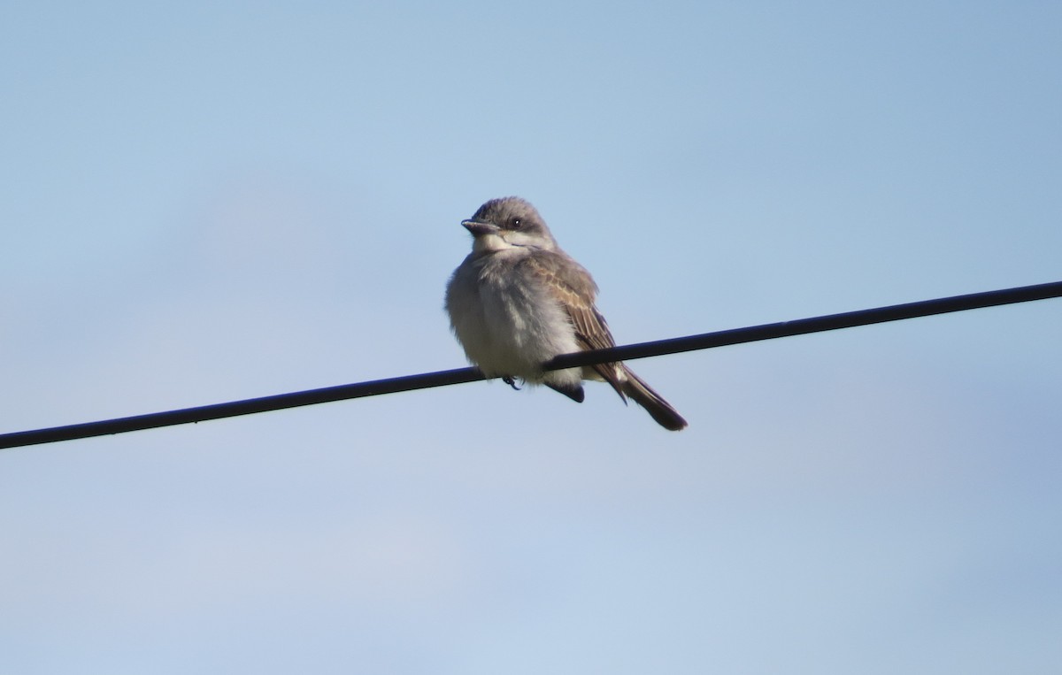 Gray Kingbird - ML645130812