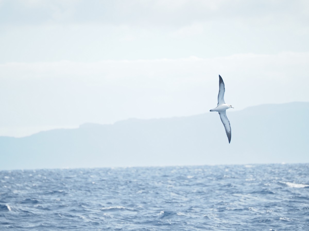Cory's Shearwater - ML645130815