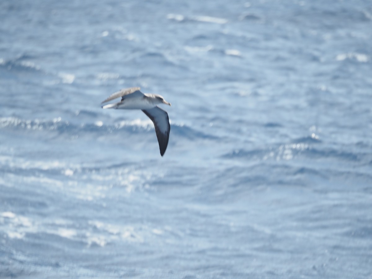 Cory's Shearwater - ML645130816
