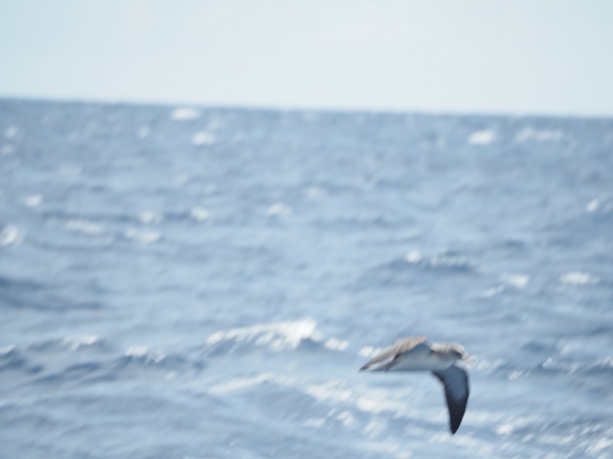 Cory's Shearwater - ML645130818