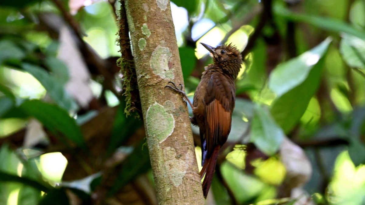 Hellschwingen-Baumsteiger - ML645130827