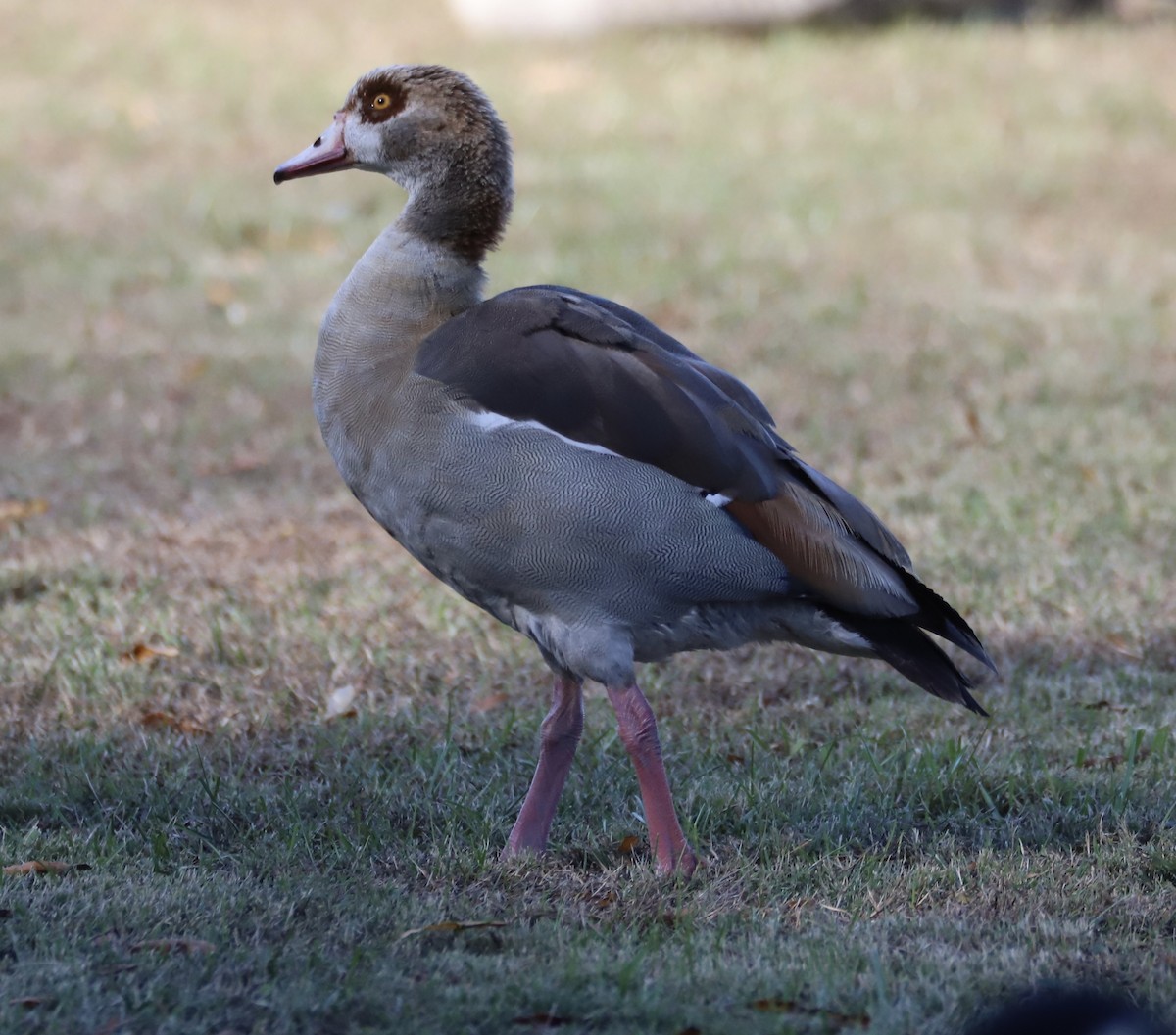 Egyptian Goose - ML645130831