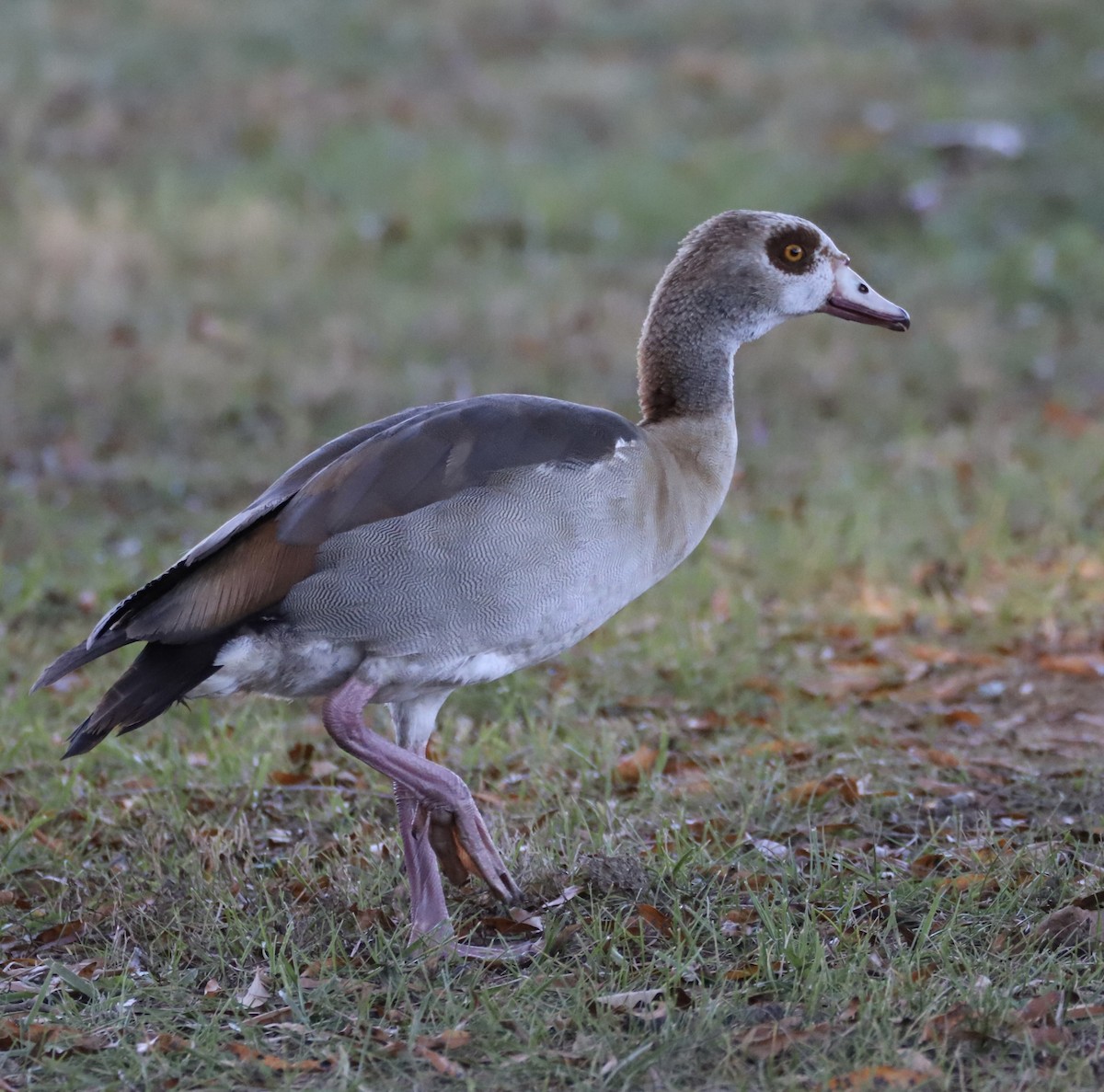 Egyptian Goose - ML645130833