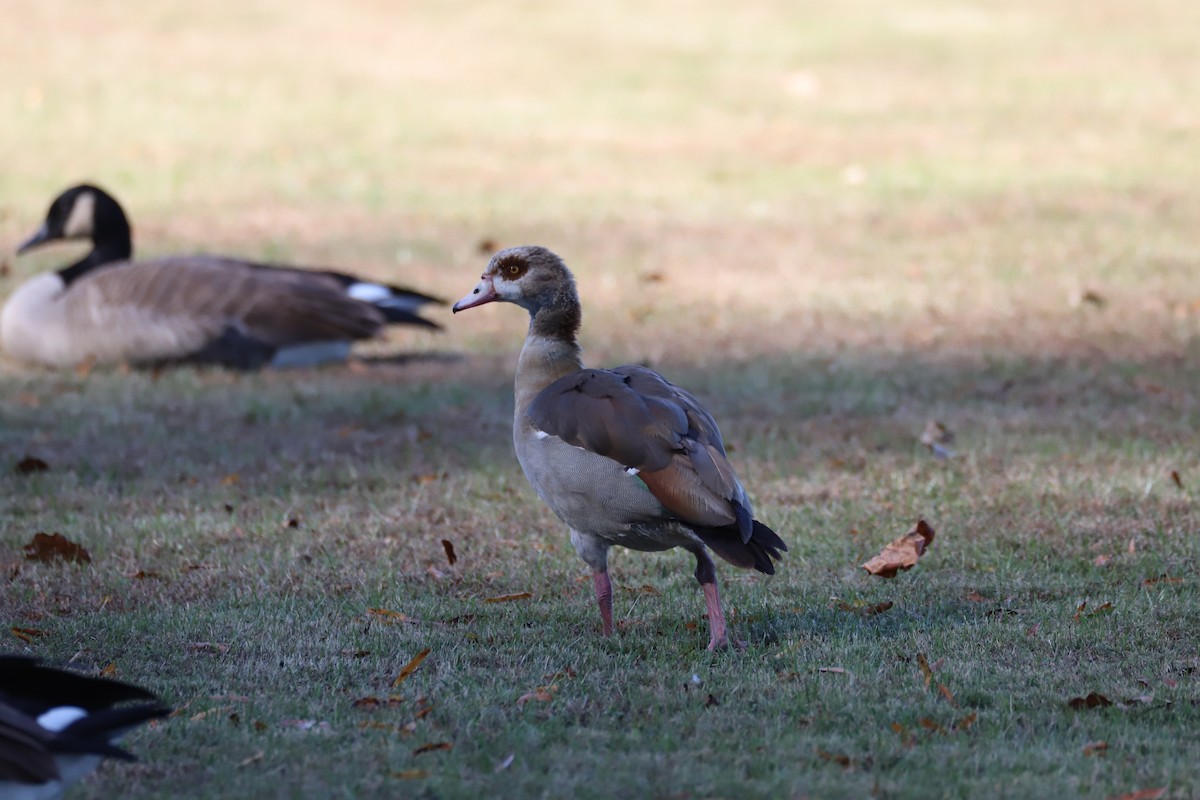 Egyptian Goose - ML645130834