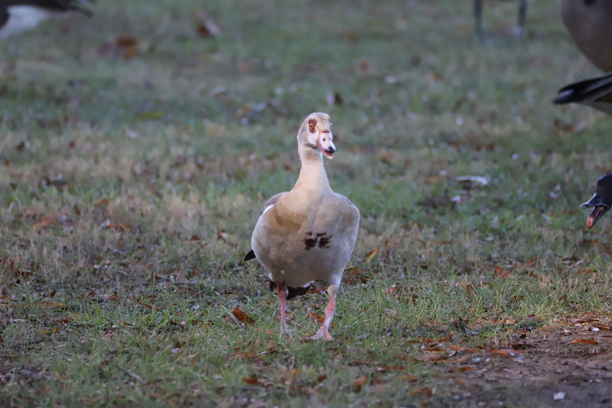 Egyptian Goose - ML645130835