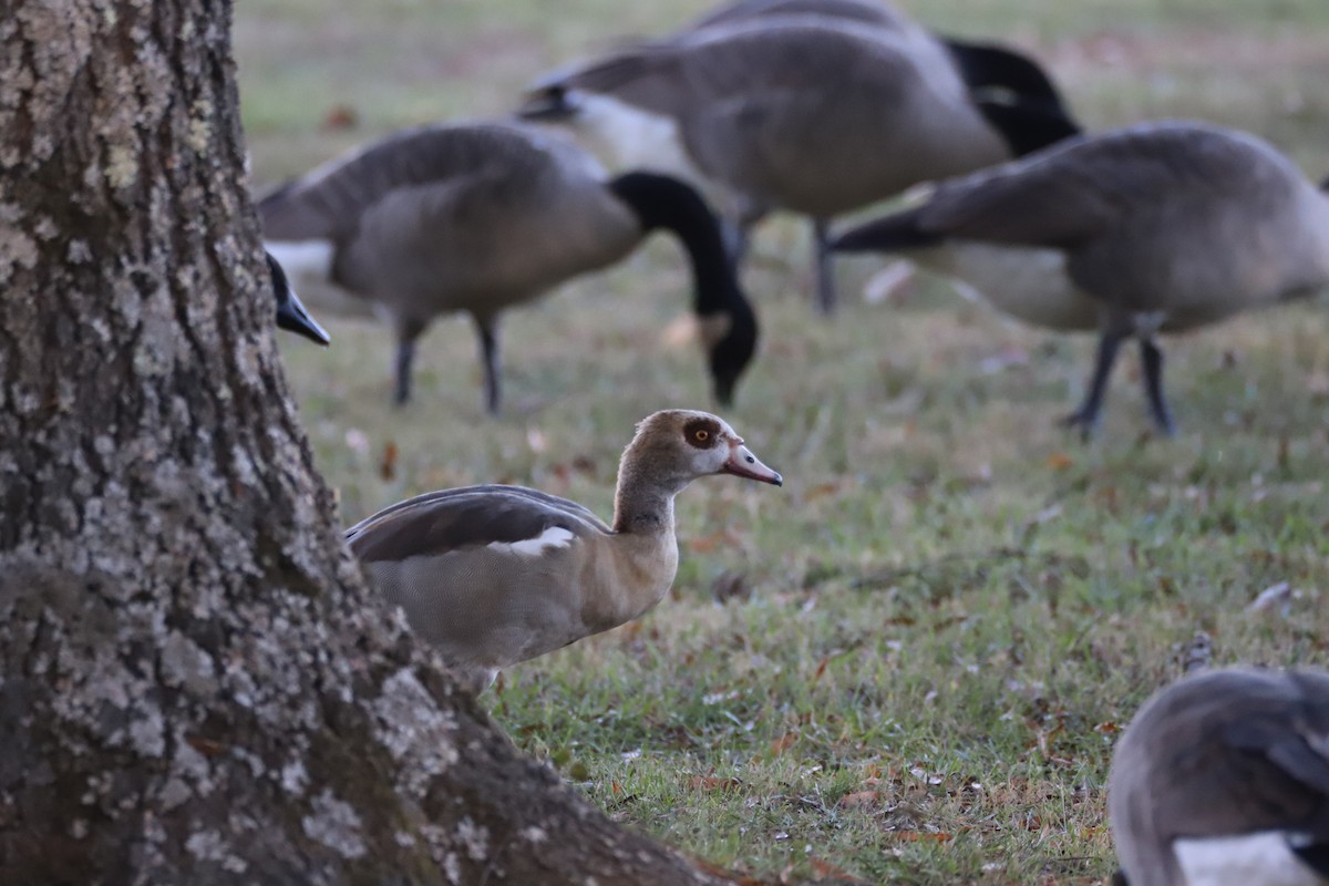 Egyptian Goose - ML645130836