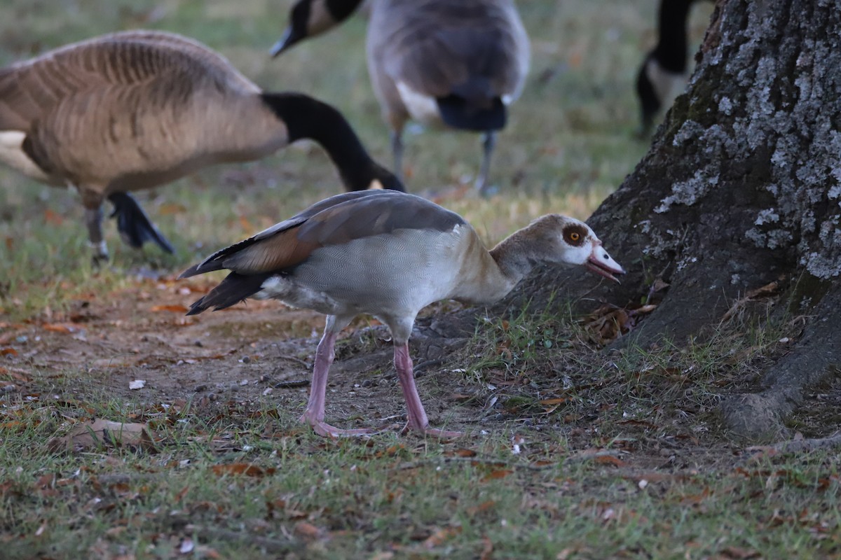 Egyptian Goose - ML645130838