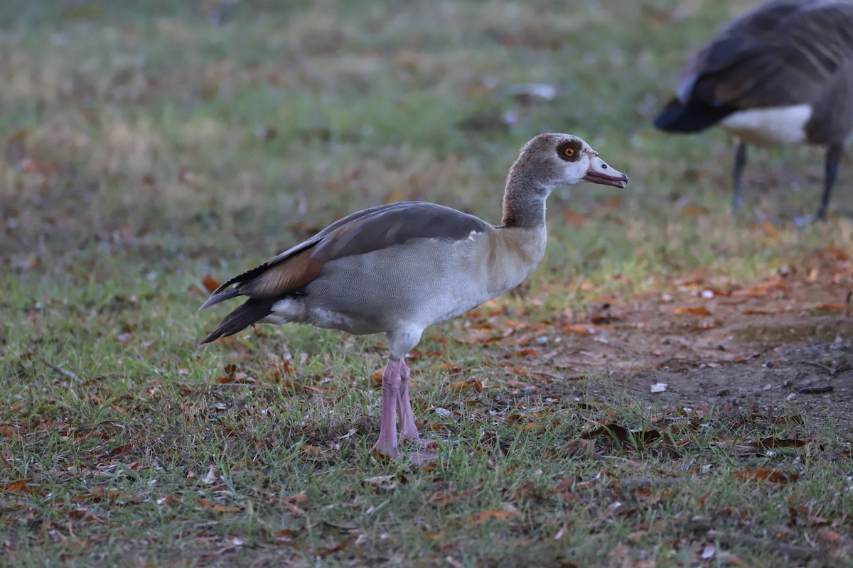 Egyptian Goose - ML645130839