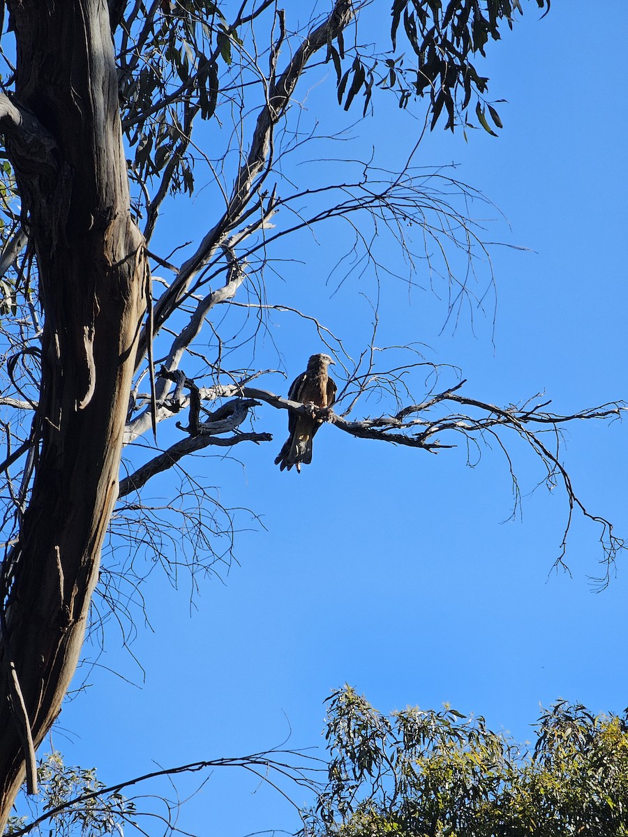 Square-tailed Kite - ML645130842