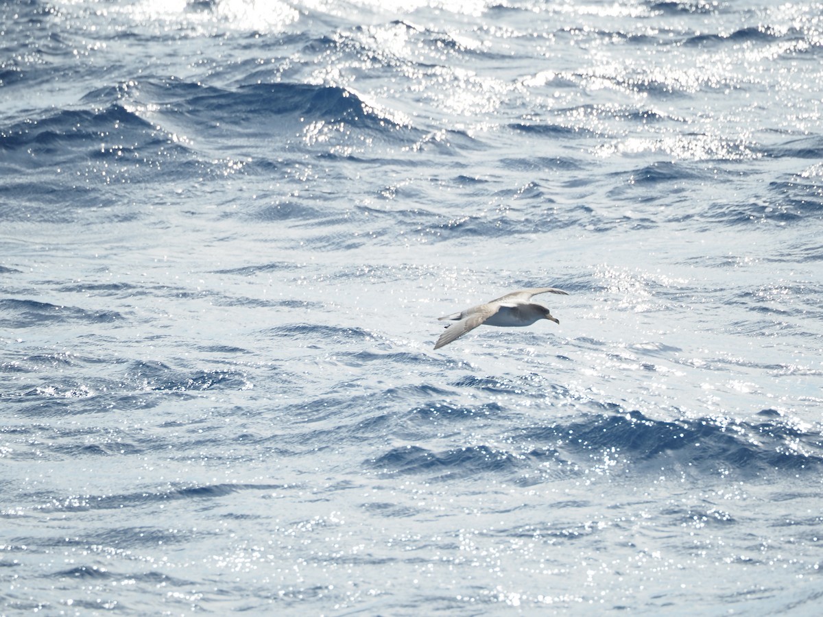 Cory's Shearwater - ML645130843