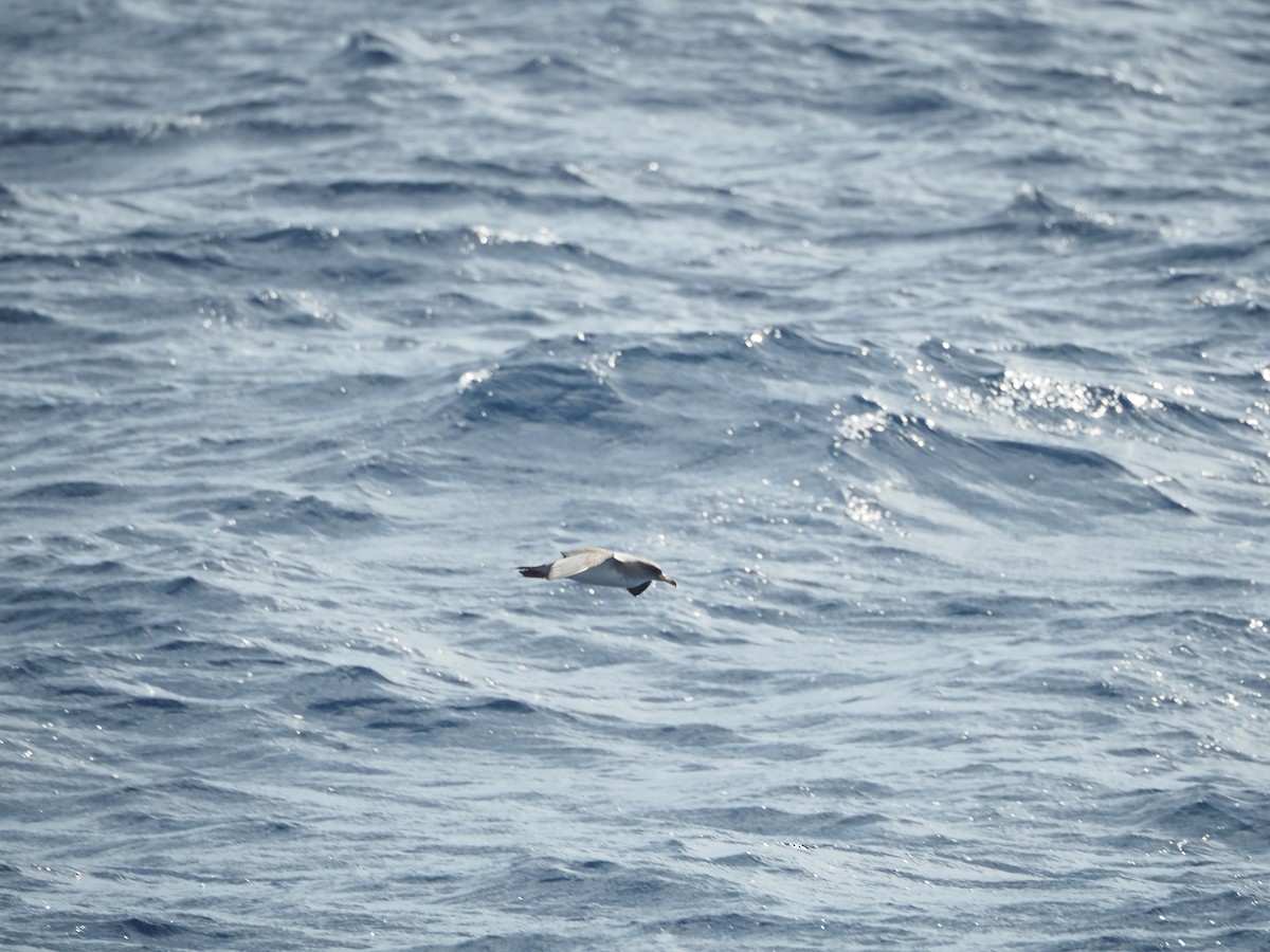 Cory's Shearwater - ML645130844