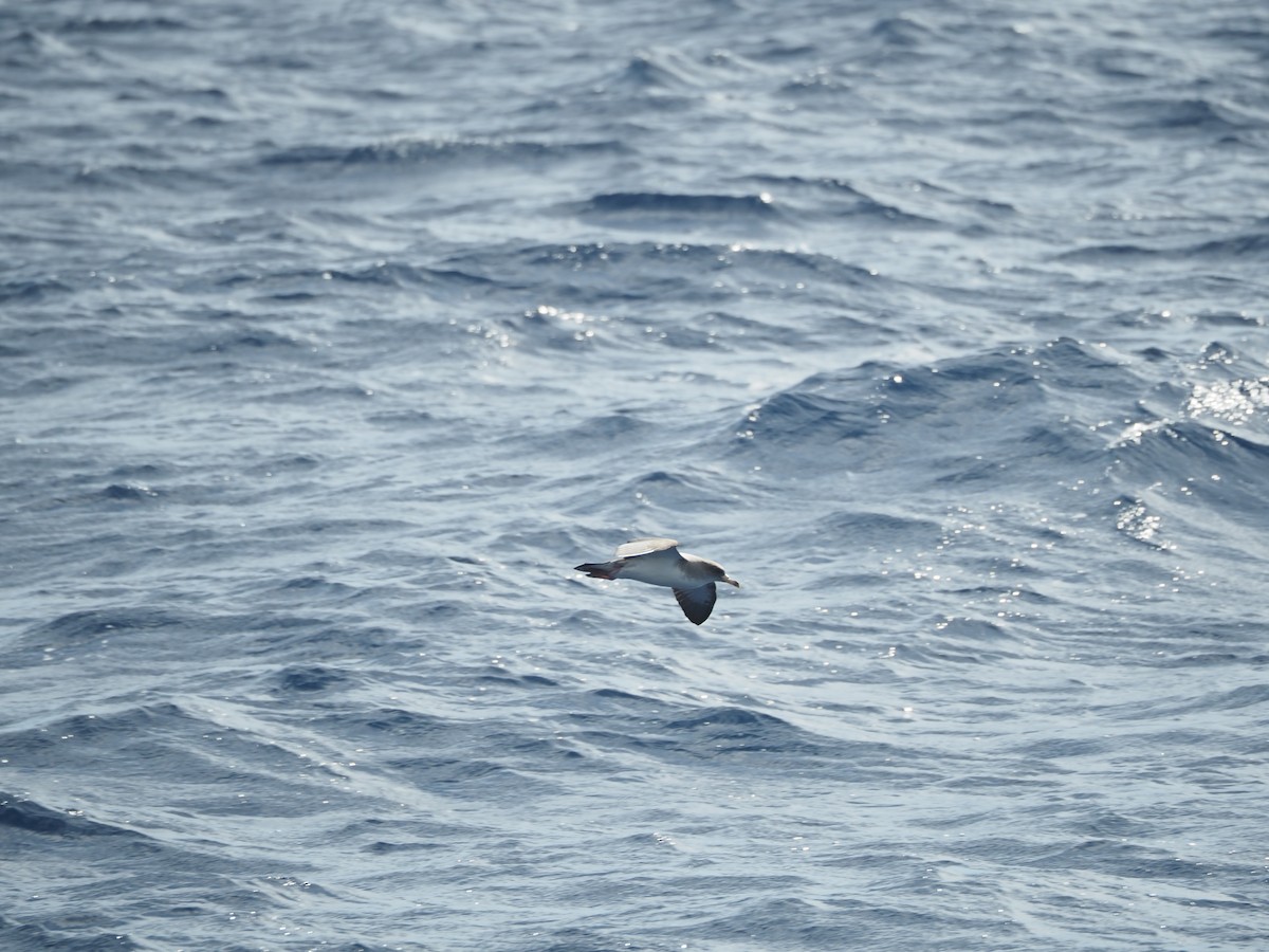 Cory's Shearwater - ML645130845