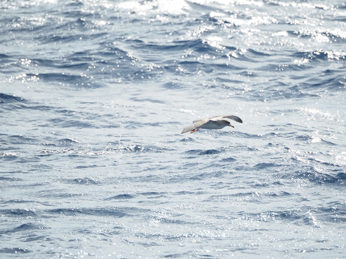 Cory's Shearwater - ML645130846