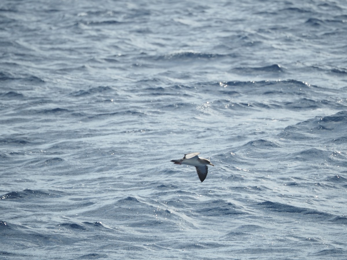 Cory's Shearwater - ML645130847