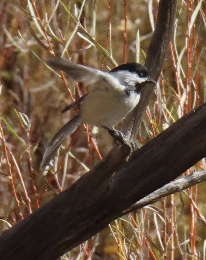 Schwarzkopfmeise - ML645130849