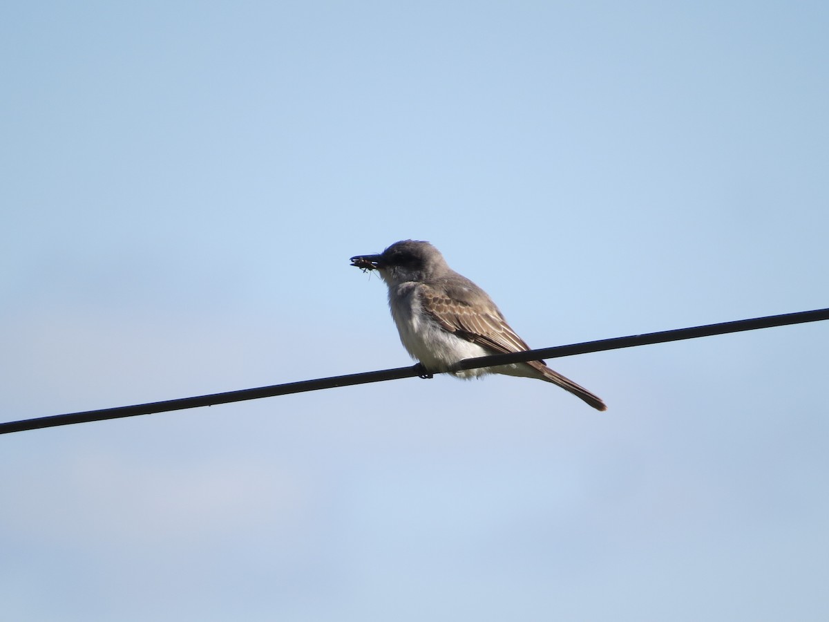 Gray Kingbird - ML645130850